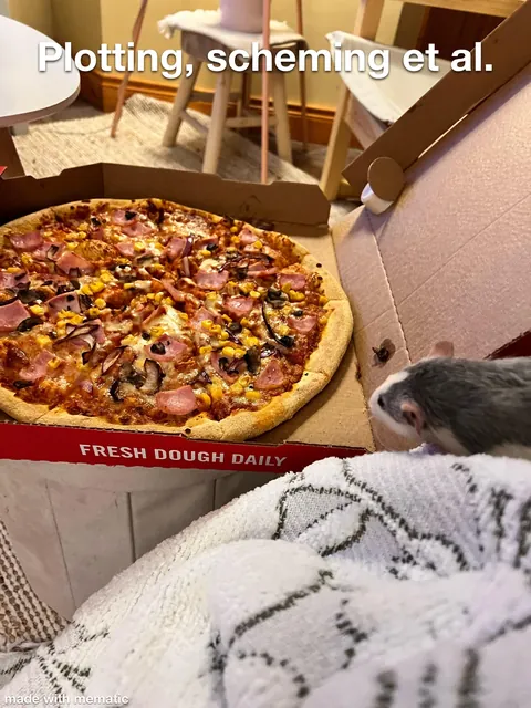 This week in RAT CRIMES 🚨