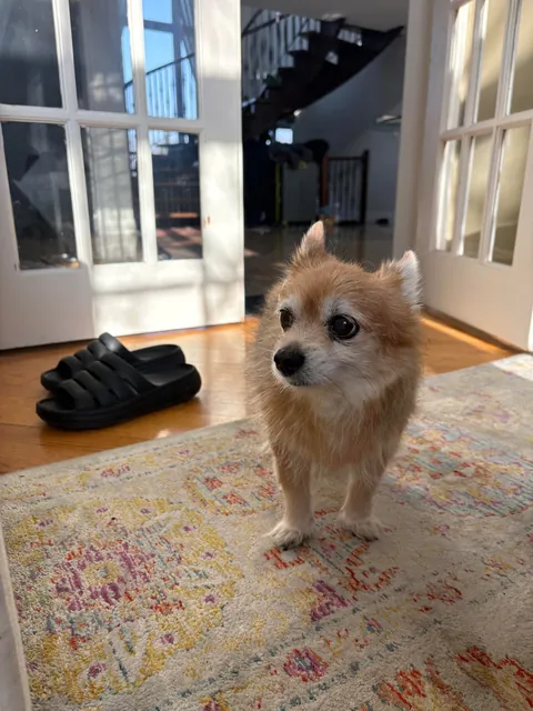 Happy Sunday from Puff Pastry 💜