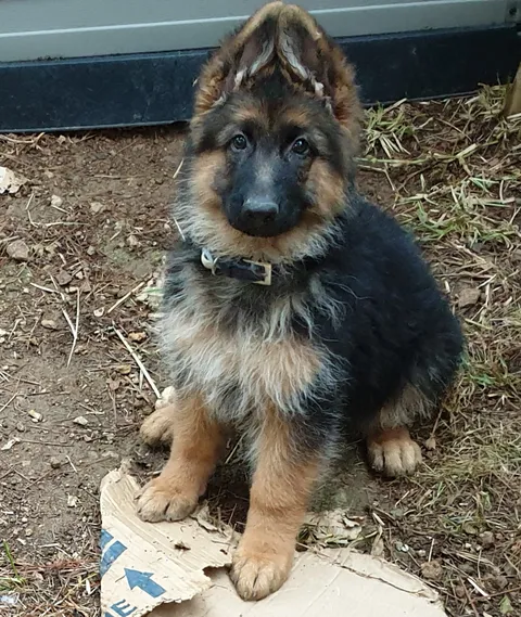 This is Nebula and she has very pointy big ears for her age. She likes you, do you like her?