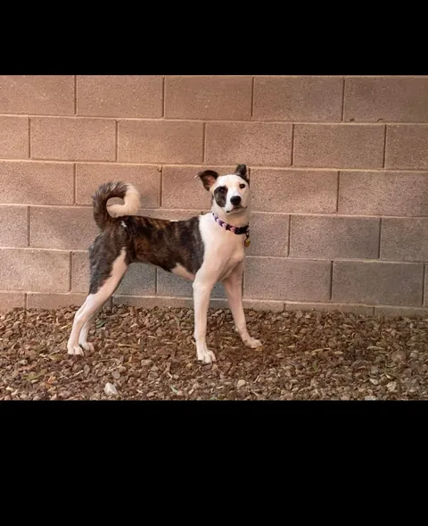My pupper has the perfect cutest curliest tail. And she’s missing an ear. I feel these two are rare lol