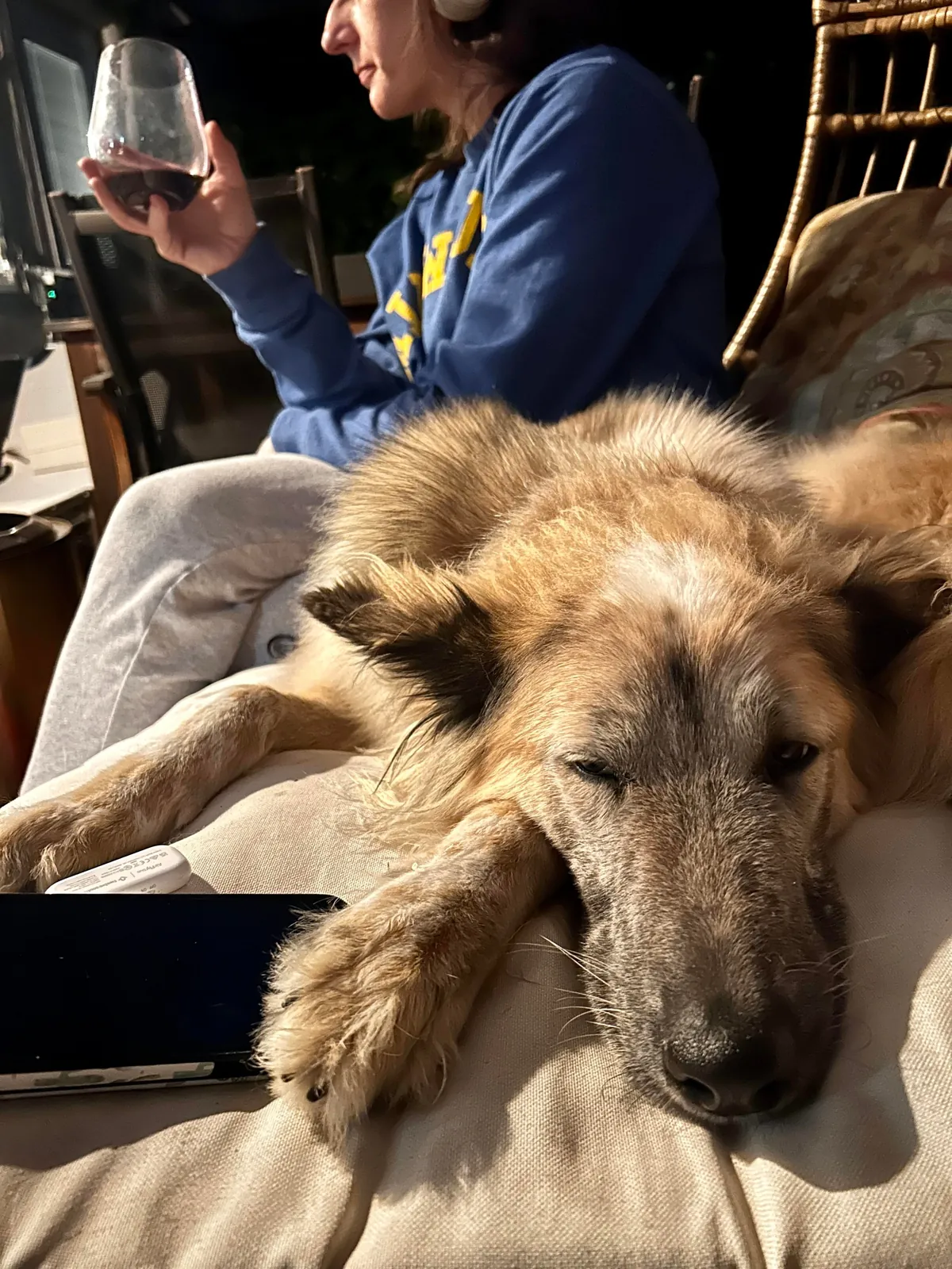 Celebrating two years with Snacks, our big goofy rescue dog