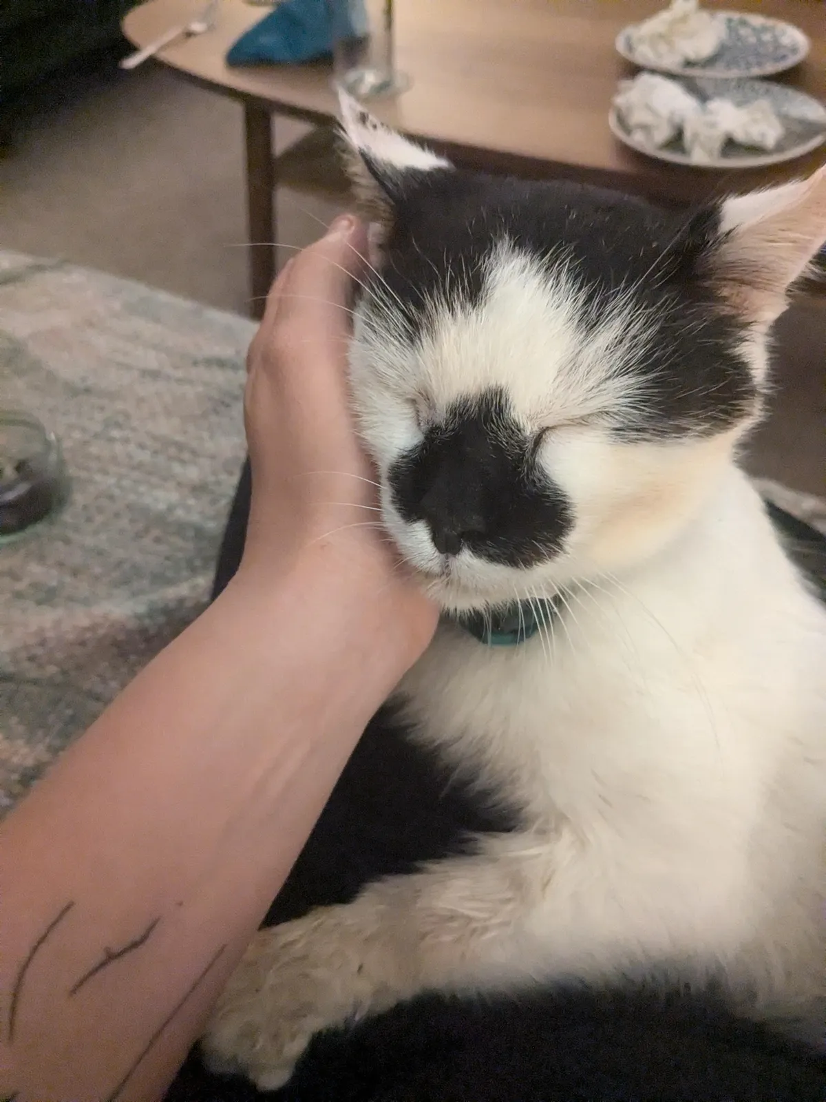 This is my cat Moo. He died sleeping next to us last night, and he was the goodest boy there ever was. I have so much love to give with nowhere for it to go. 