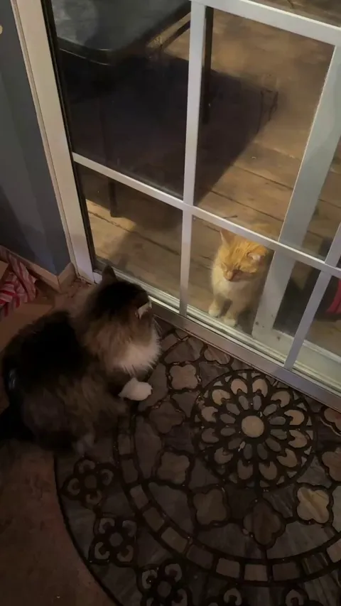 does my cat like this stray?