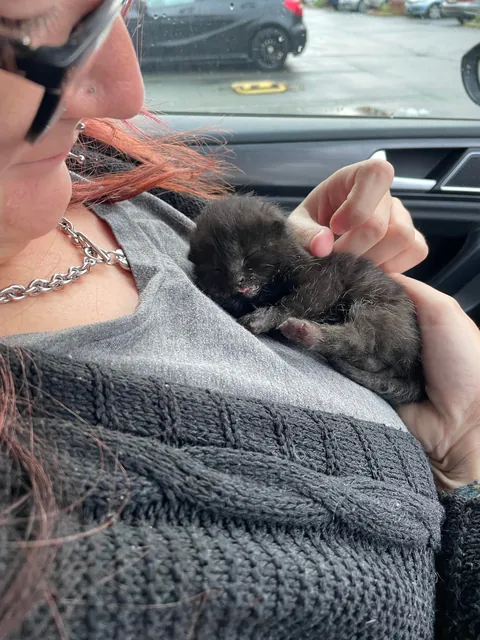 Mortimer The Frostbitten Kitten