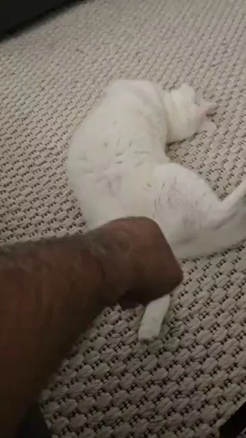 Vet said my cat isn’t overweight, but then my dad sends me vids like this and she looks chonk