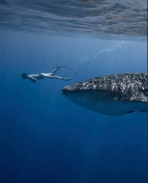 Photographer Rachel Moore captures stunning Photos of whales and sharks