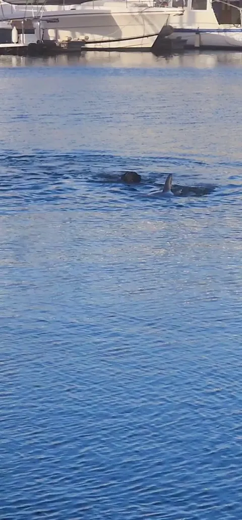 I saw a dog and a dolphin swim together today and it made my day! I hope it makes yours too 🙂