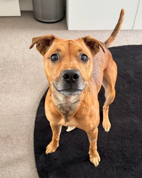 This is my little potato Hector. He loves to say hi to everyone in the park and hardware shop.