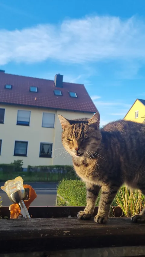 Somehow she looked extra fluffy tomorrow