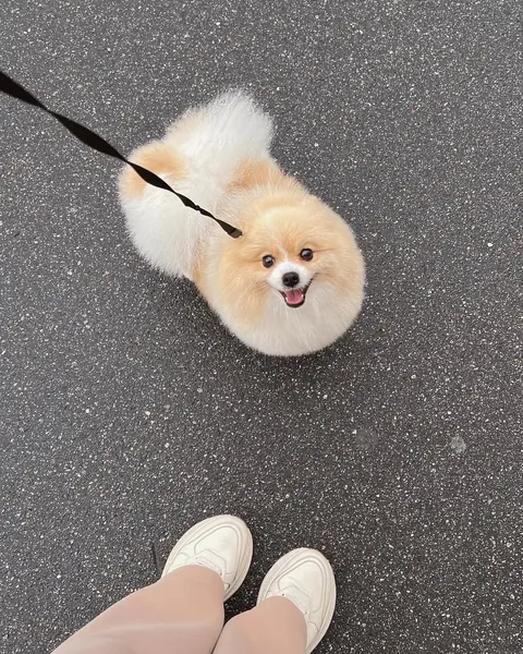 My Pom is always this happy when we go for walks! 🐾😊