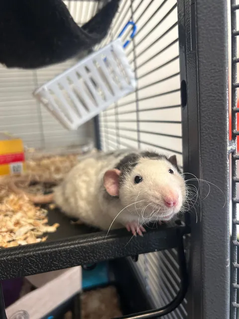 Please excuse my hand but my rat looks like he’s smiling! 