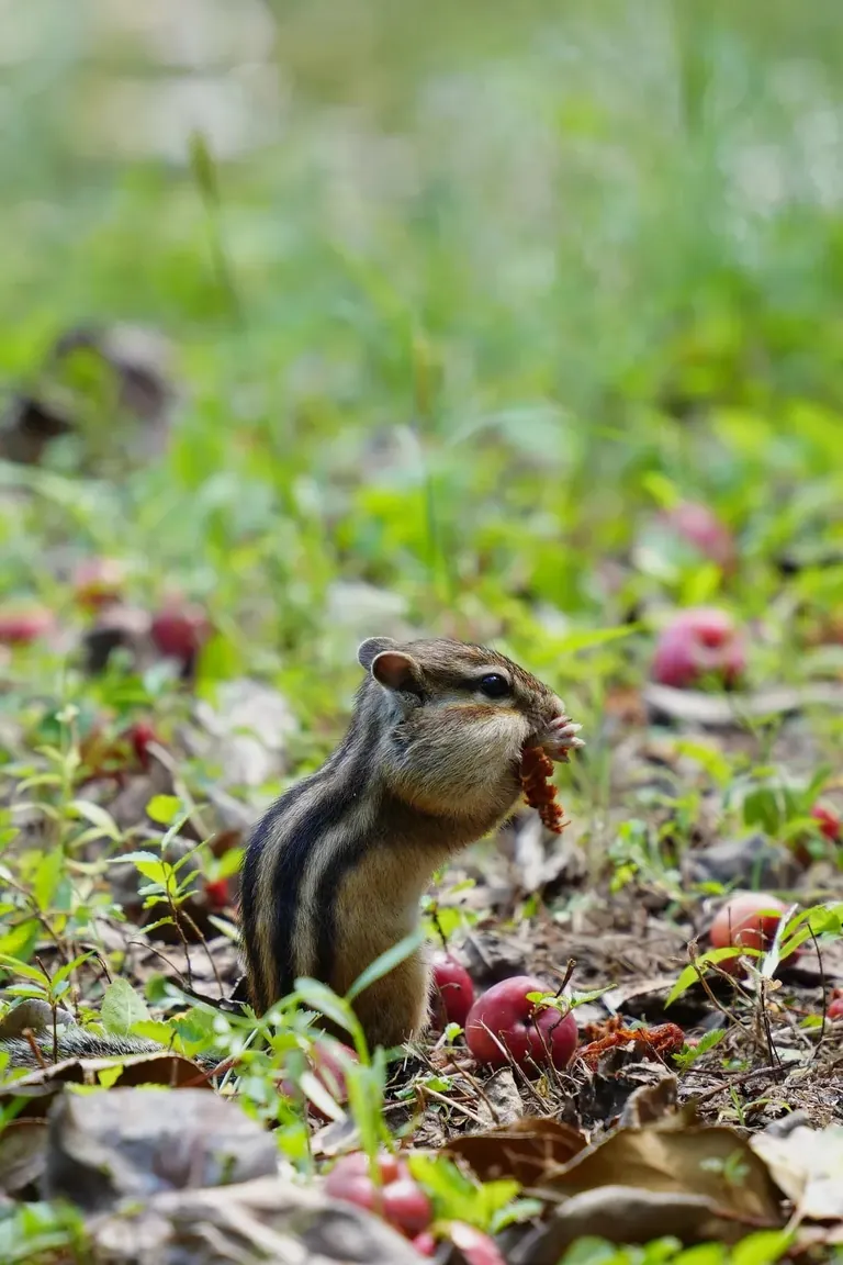 Spotted the cutest chipmunk ever at my local park!