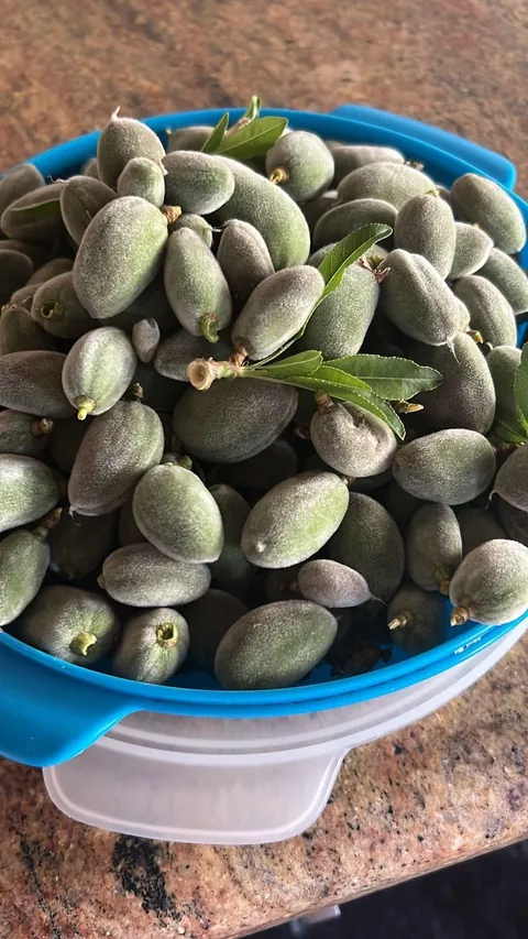 Everything my fruit garden produced this year. I’m so grateful 