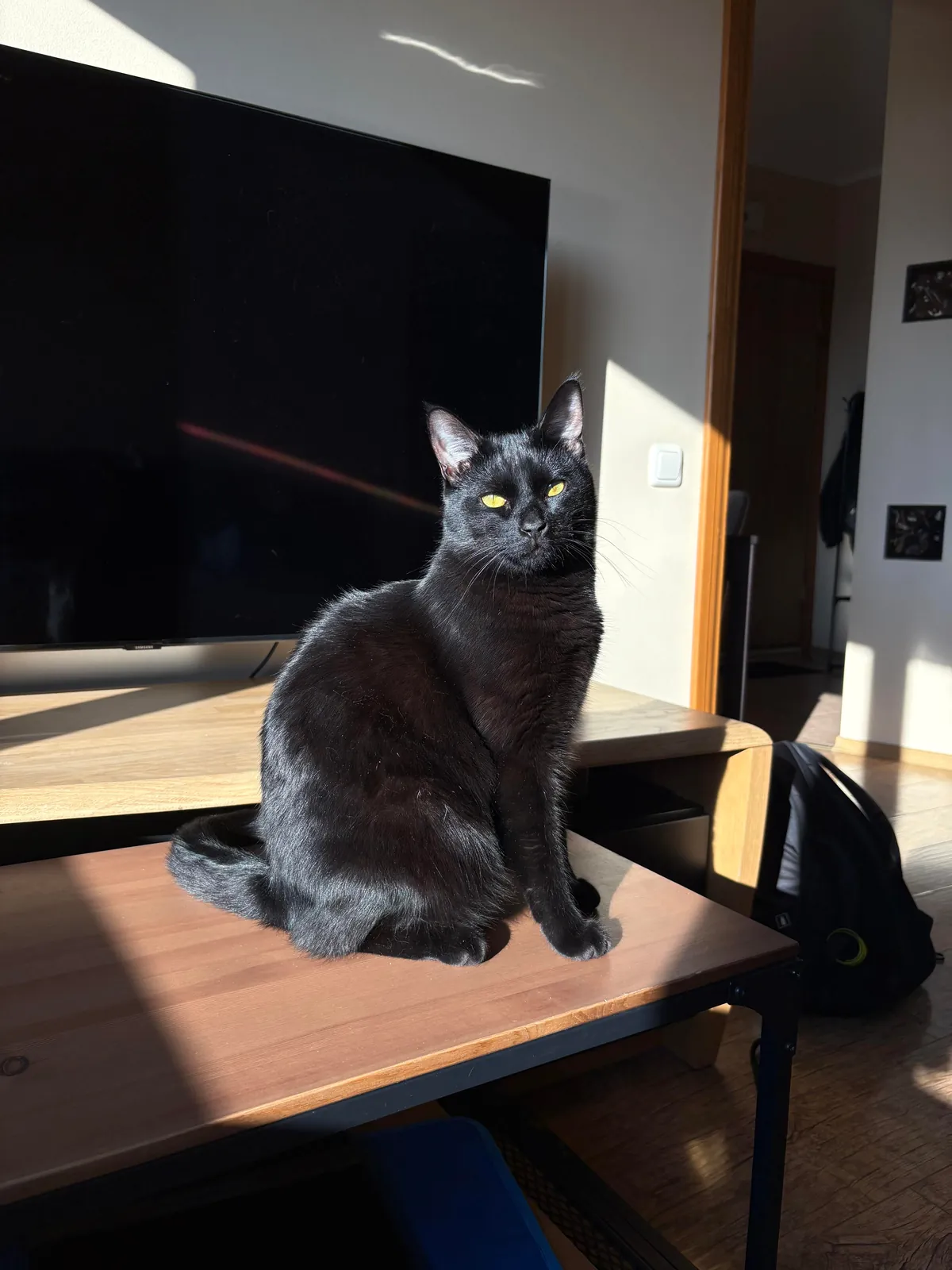 Black nose, black whiskers,  black paws… white tip of tail? 🖤🖤🖤🤍