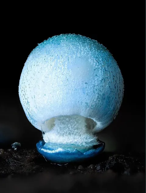 New Zealand photographer takes stunning photos of tiny mushrooms