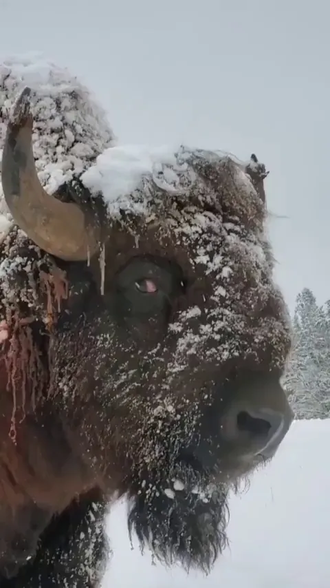 🔥 The size of an adult bison