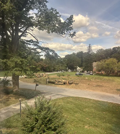 New-ish neighbors chopped down entire area of 80+ year old trees. RIP.
