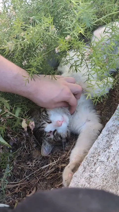 How can I bring this guy home?