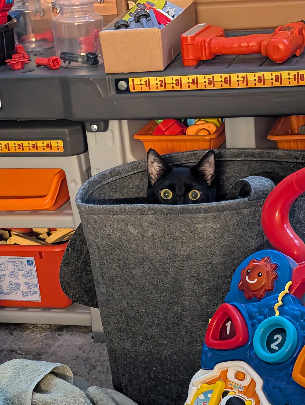 One year ago, I adopted my very first cat!