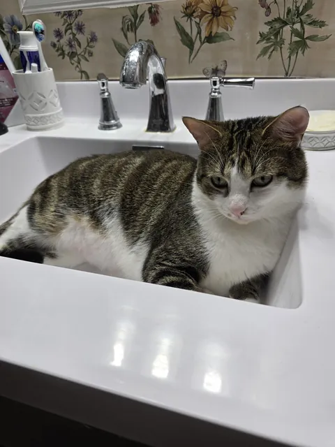 Sink supervisor came early to check if it was clean 😂