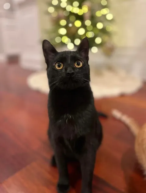 Happy 1st birthday my handsome little man!