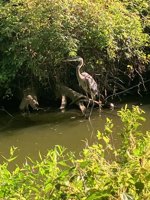 Look who showed up in the stream behind my house today