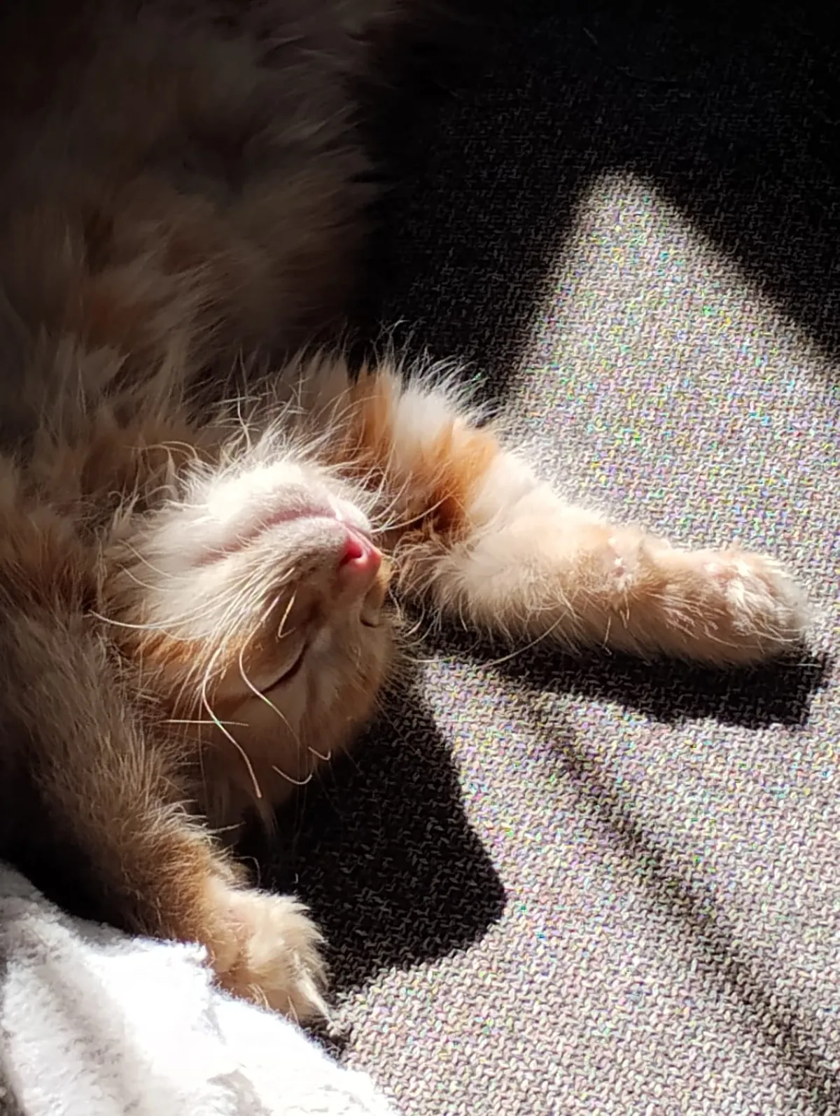 Welcome to the family, Stanley.