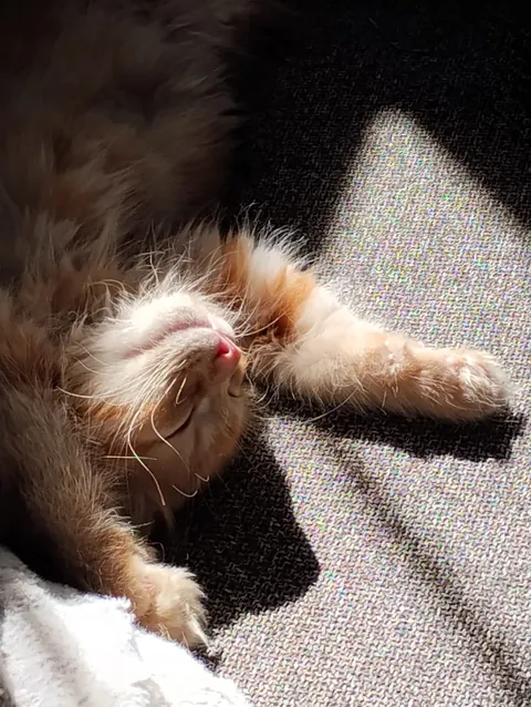 Welcome to the family, Stanley.