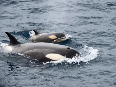 My trip to Antarctica: icebergs, penguins, sleeping on the ice etc.