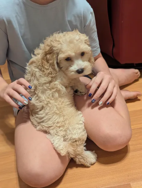 Husband got me a long awaited puppy for Christmas 🥹🐩 meet Delilah 💖