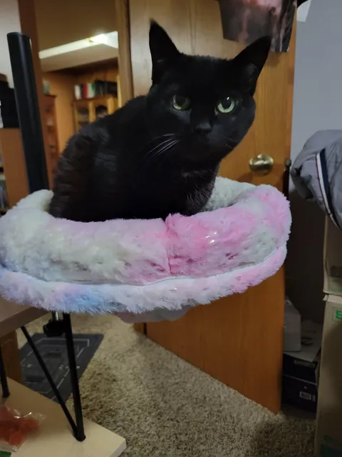 Recently purchased a desk bed for the queen of the house