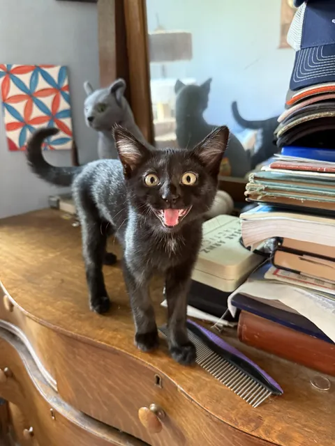 We adopted Melody one week ago. I think she loves her new home! (Oc)