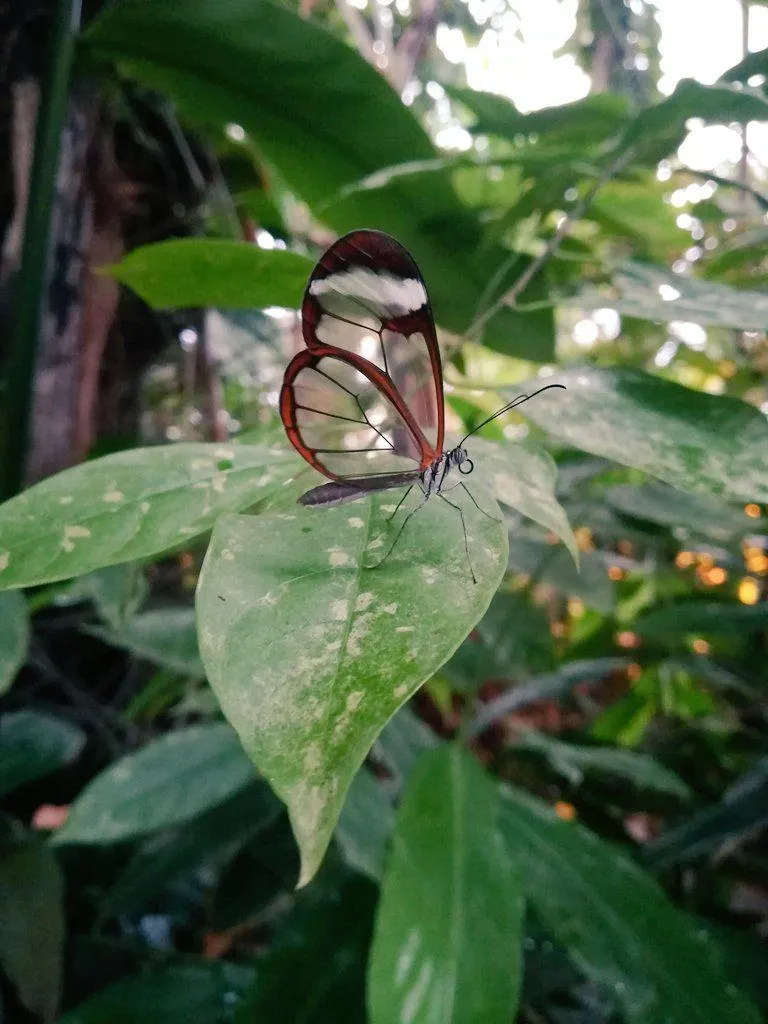 🔥 Clearwing/glasswing butterfly 🔥
