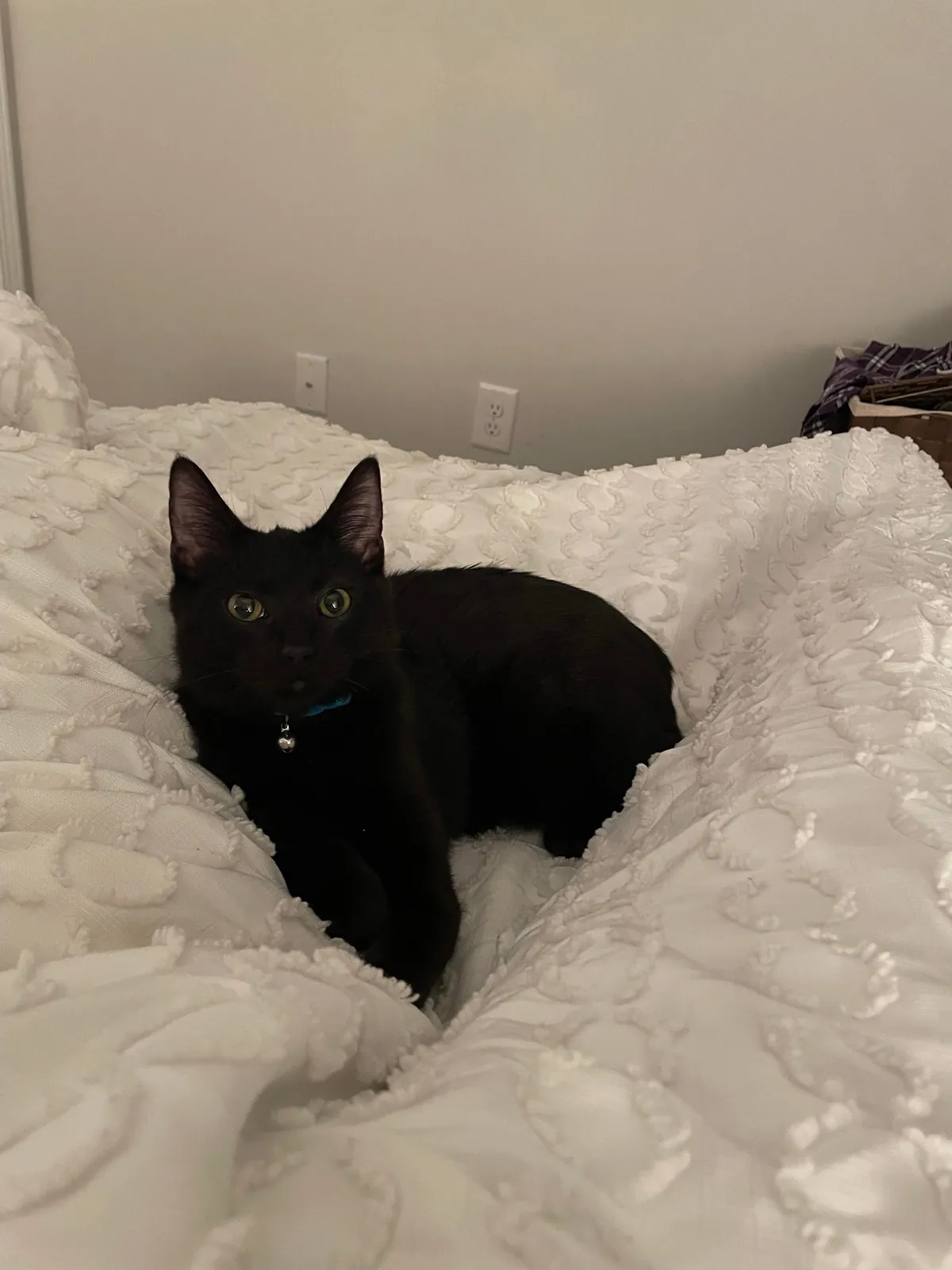 My wife and I got married a month ago. Today, we adopted our first cat. Say hello to Jerry