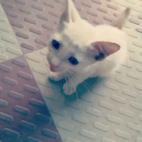 Name her after the last Spotify artist you listened to