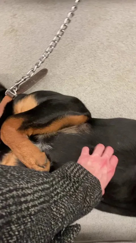 Met this handsome boy on the train today.