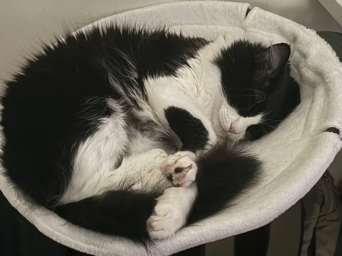 My baby in her hammock! (Marie Purrie, named for my favorite historical scientist)