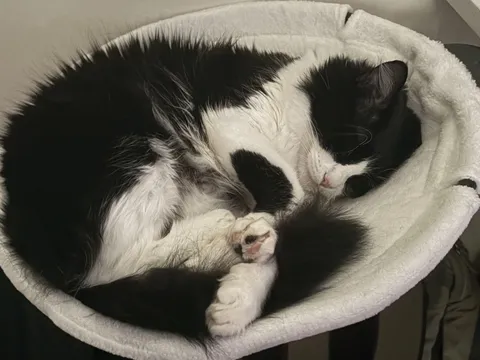 My baby in her hammock! (Marie Purrie, named for my favorite historical scientist)