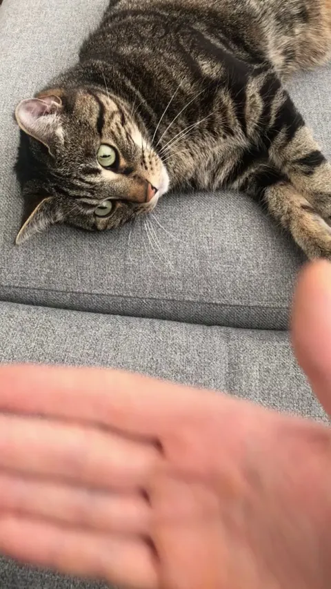 My cat’s version of the snoot challenge