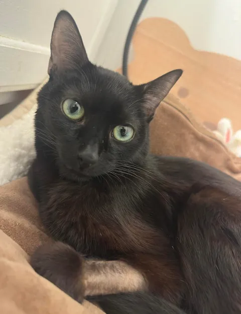 Our rescue’s little warrior, Sunny, got out of the ER Wednesday, and he’s doing good💛