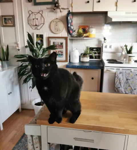 I'm working overnights and forgot to tell my husband about her new morning treat routine so I came home to some interesting faces this am 🖤