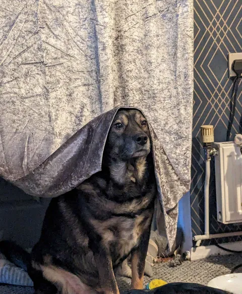 How my doggo tells me he needs to go potty