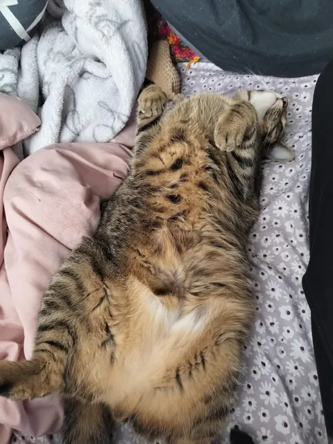 Why does she show the tum tum if she does not want me to touch the tum tum?