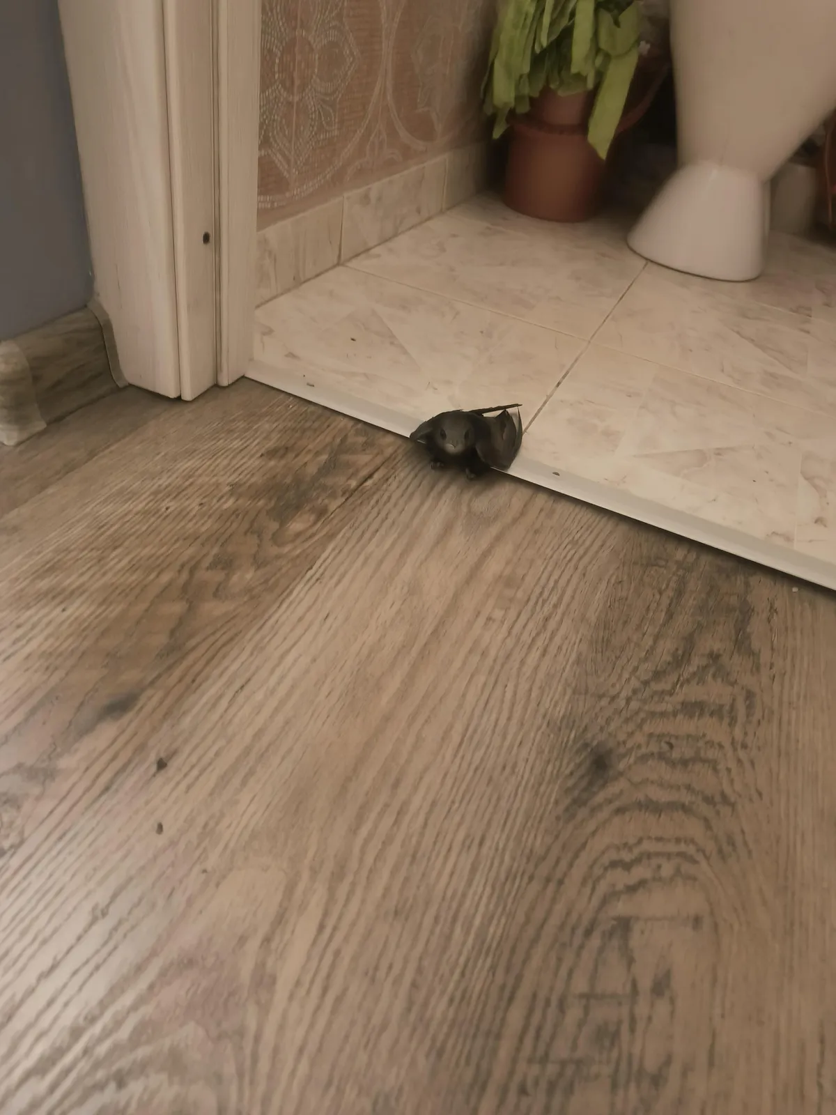 I have found a swift in my toilet today