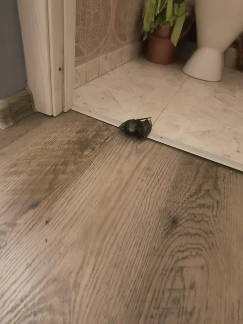 I have found a swift in my toilet today