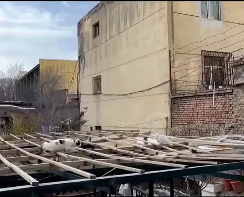 Cat in hunting mode.