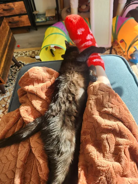 Anyone else have a cuddle bug?