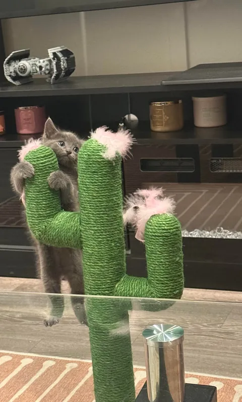 A year ago, this little nugget was found inside a Humvee. Introducing Midnight.