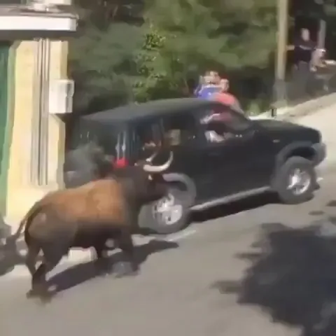 The strength of a bull