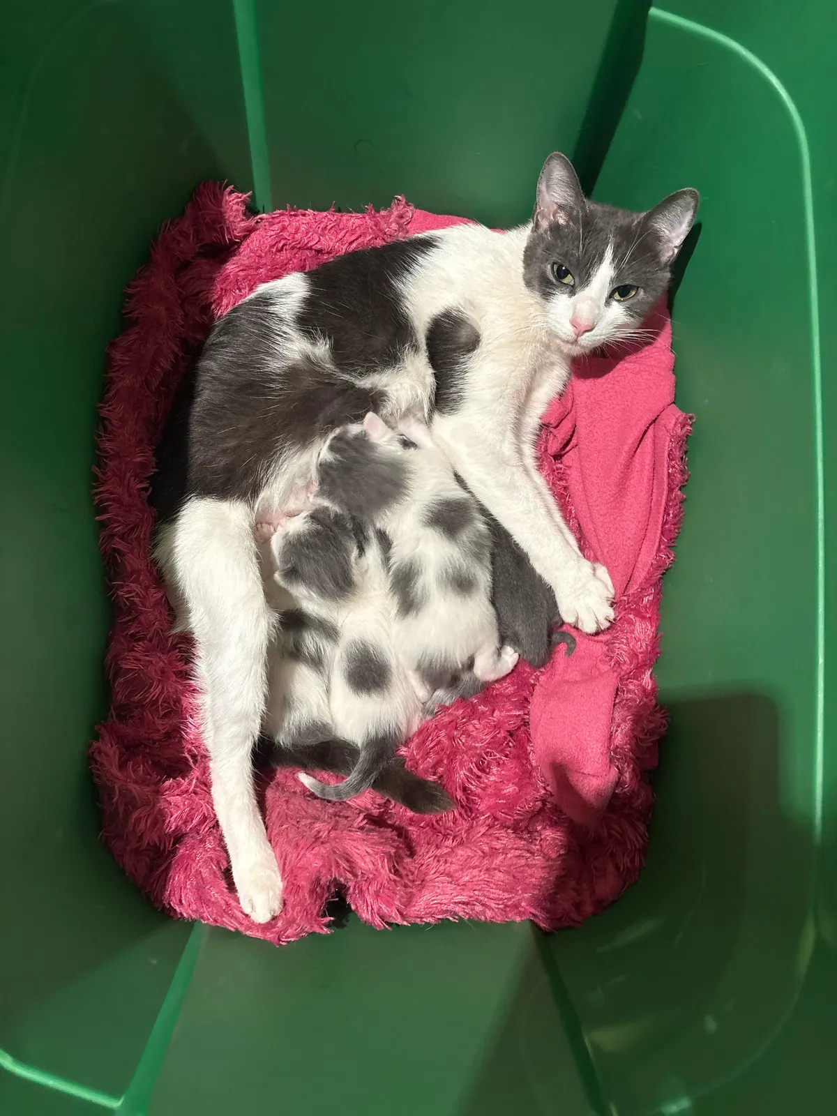 lol update my cat was pregnant